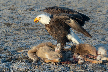 Bald eagle (Haliaeetus leucocephalus) scavenging on a roadkilled deer, Iowa, USA.