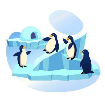 Animal Park, Zoo, Group of Funny Penguins Playing on Ice Floe with Icehouse, Skating from Snowy Slide, Waterfowl Aquatic Flightless Birds Wildlife, Lifestyle, Nature. Cartoon Flat Vector Illustration