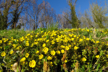 Creeping cinquefoil (Potentilla reptans) or European cinquefoil or creeping tormentil, a plant in the rose family Rosaceae with yellow heart-shaped petals, creeping plant native to Eurasia