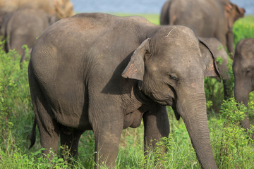 Naklejka na ściany i meble elephant in safari