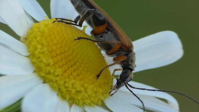 Echter Schenkelbock (Palopus fenioratus) beimm Bl&uuml;tenbesuch