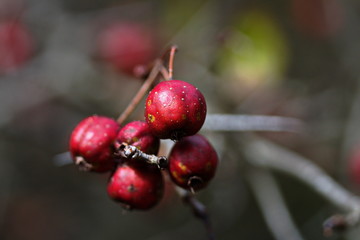 Small berries on a wild bush in the forest in Ontario, Canada. Wild fruit growing in nature during the fall season.