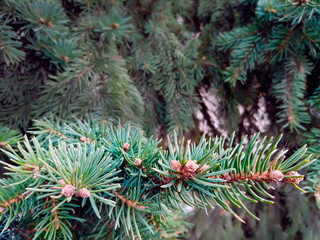 Branches of green spruce. Growing on the street spruce.