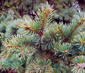 Branches of green spruce. Growing on the street spruce.