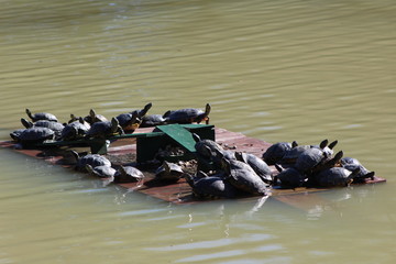 Turtles basking in the sun