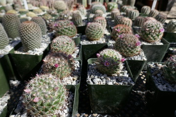 Cactus plants in Palm Springs