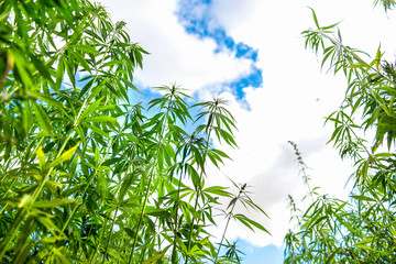 Industrial hemp field in the countryside in cloudy sky background, farmer growing cannabis plants, agriculture concept