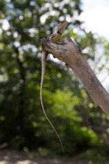 lizard on tree