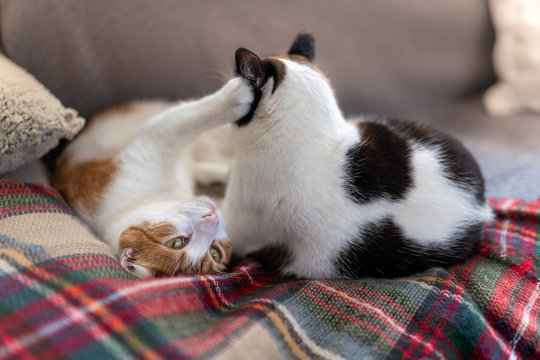 gato blanco y marron juega con gato blanco y negro sobre una manta de colores. 