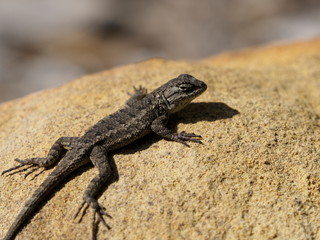 Black lizard in Palm Springs