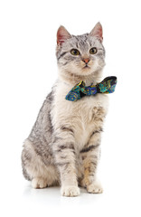 Fototapeta premium Kitten with butterflie.