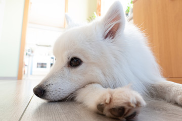 Japan Hund weiß