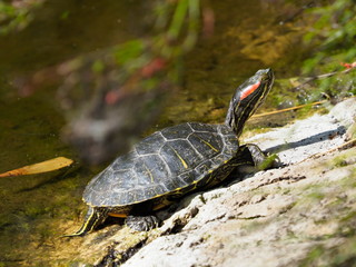 Terrapins reflected in pond