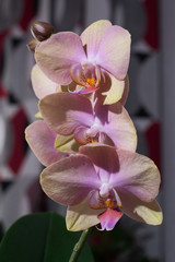Delicate yellow and pink Phalaenopsis orchid flowers