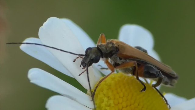 Echter Schenkelbock (Palopus fenioratus) beimm Bl&uuml;tenbesuch
