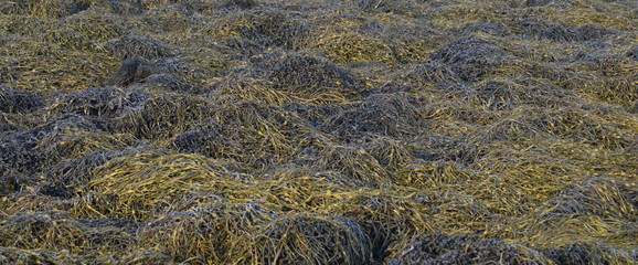 Seaweed on the shore of Loch Tarbert the Isle of Jura Scotland