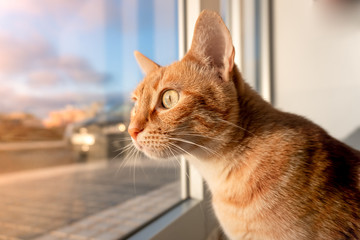 Primer plano de gato atigrado de ojos verdes contemplando el atardecer detras de la puerta