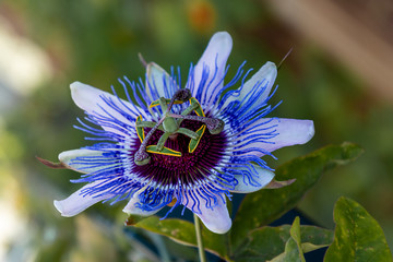 Blüte einer Passionsblume