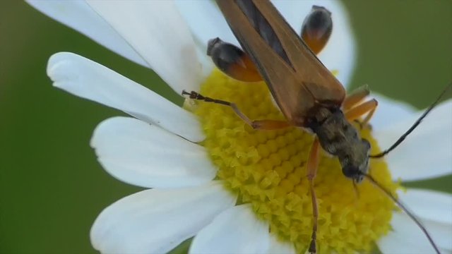 Echter Schenkelbock (Palopus fenioratus) beimm Bl&uuml;tenbesuch