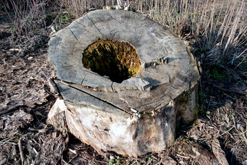 old poplar stump