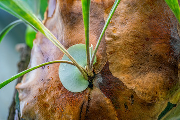 Detail of a staghorn fern