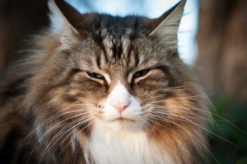 close-up of a cat's face outdoor. norwegian forest cat portrait