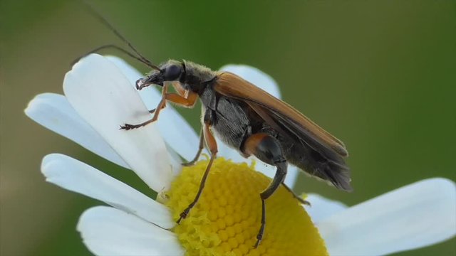 Echter Schenkelbock (Palopus fenioratus) beimm Bl&uuml;tenbesuch