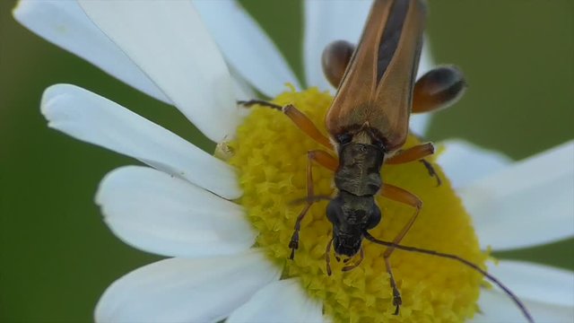 Echter Schenkelbock (Palopus fenioratus) beimm Bl&uuml;tenbesuch