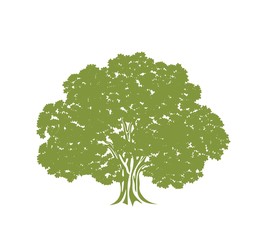 Obraz premium Oak tree logo. Isolated oak tree on white background