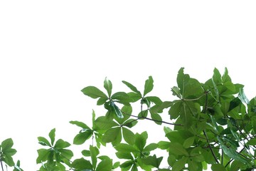 Tropical tree leaves with branches on white isolated background for green foliage backdrop and copy space 