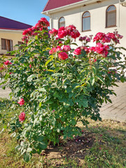 Large bush of red roses. Mobile photo