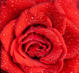 rose flower macro shot , nature background