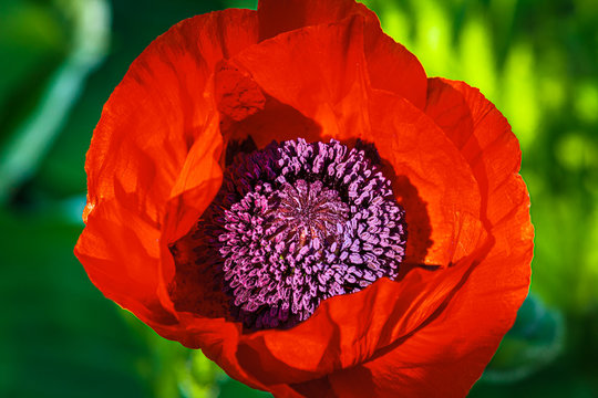 Rote Mohnbl&uuml;te mit Staubgef&auml;&szlig;en in Gro&szlig;aufnahme