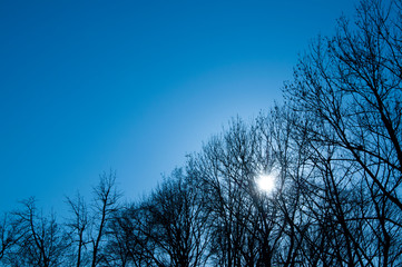 Trees without leaves. Branches against the sky. The lights of a sun. Spring Winter.