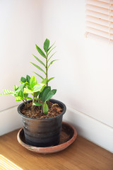 Window-leaf , Monstera obliqua in pot , indoor tree in Living Room