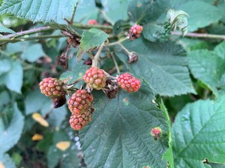 red berries on a branch