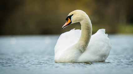 cygne tuberculé