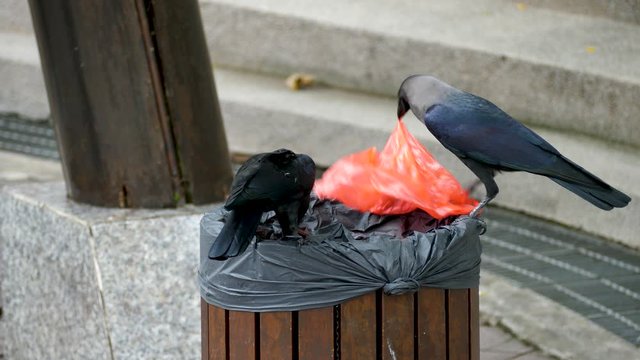 Flock of crows eating garbage from trash bin and doing mess in public park. Clever bird