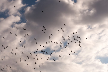 flocks of birds against clouds in the sky. Silhouette of flying birds. Freedom concept.