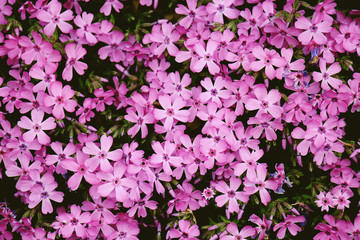 Beautiful purple flower blooming in wild nature field, Spring flower natural background.