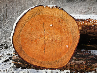 Cross-section of a tree trunk as a frontal close-up view, stacked on top of each other in front of...