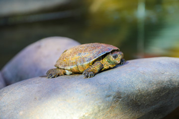 Turtle sunning itself on a rock
