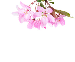  Branch with light pink flowers of decorative Apple tree (Japanese flowering crabapple) isolated on white background.