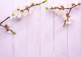 Two branches of Apricot with white flowers on a light pink shabby wooden board. Top view.