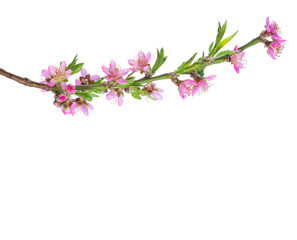 Obraz na płótnie Canvas Blossoming branch of Almond isolated on white background.