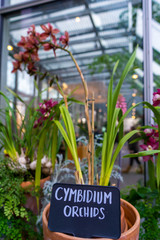 Cymbidium orchid flowers isolated on out of focus garden background