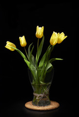 yellow tulips on a black background