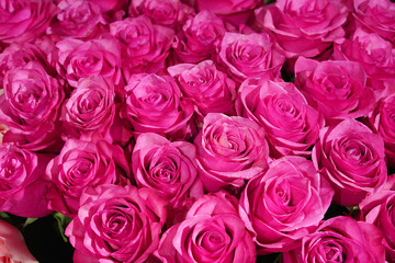 pink shabby roses for background