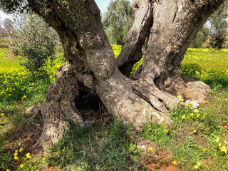 The amazing secular olive trees in the south of Italy, Puglia