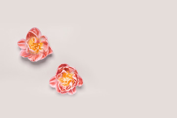 Two pink tulips on a beige background, top view. Place for your text, tinting image